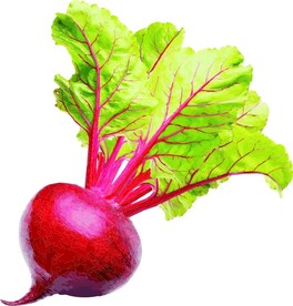 甜菜  蔬菜  矢量图