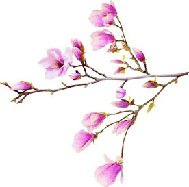 玉兰花  花鸟  矢量图