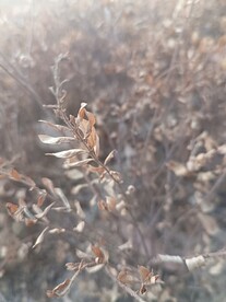 枯枯的枯枝