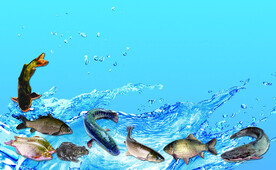 淡水鱼 名片 海水