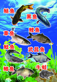 海鲜 鱼 海底