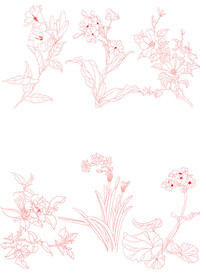 白描花卉