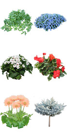 公园春季花卉