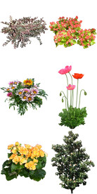 公园花坛花卉