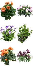 春季花卉