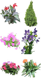 花坛常见花卉