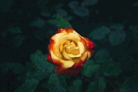 鲜花图片