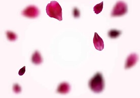  玫瑰花瓣 
