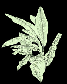 芭蕉叶