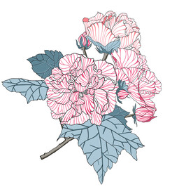 山茶花