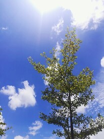 蓝天白云绿树