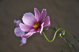 草原的花图片