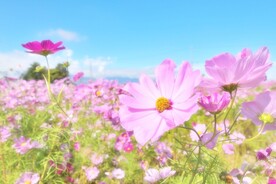 草原的花图片