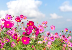 草原的花图片