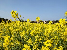 田野的油菜花