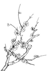 国潮 梅花水墨画 梅花线描 