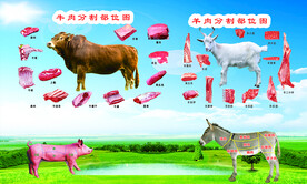 牛 羊 猪 驴分割图