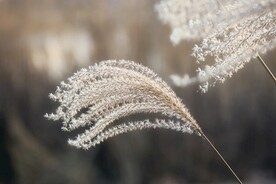 芦苇图片