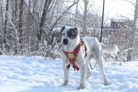 中亚牧羊犬黑白