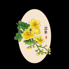 24节气双荚决明花