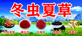 冬虫夏草