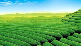 绿色茶园PPT提案背景底图
