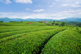 茶山图片