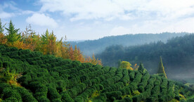 茶山图片