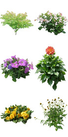 春季常绿花卉
