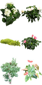 常见盆栽花卉
