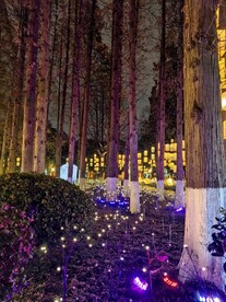 白鹭洲公园夜景花灯