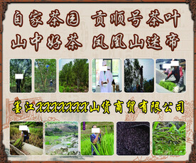 茶园茶叶
