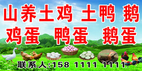 土鸡 土鸭 鹅