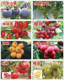 果苗吊卡1