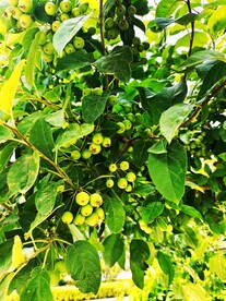 植物