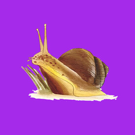 手绘卡通蜗牛