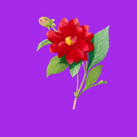 手绘花卉花朵 