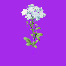 手绘花卉花朵 