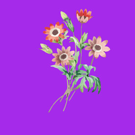 手绘花卉花朵 