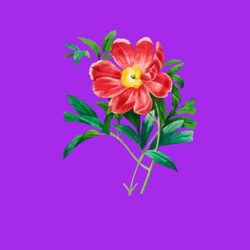 小雏菊菊花 