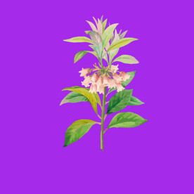 手绘花卉花朵