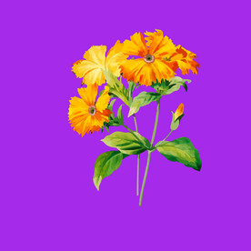 小雏菊菊花 