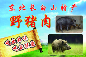 野猪肉
