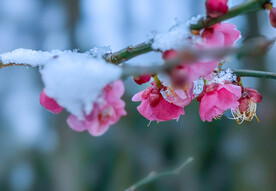 雪中梅花