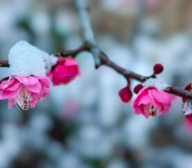 雪中梅花