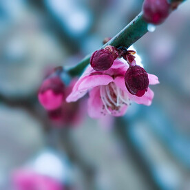 雪中梅花