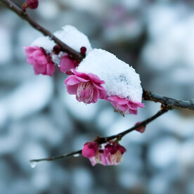 雪中梅花