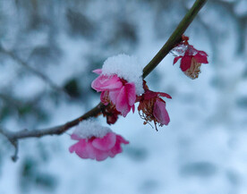 雪中梅花