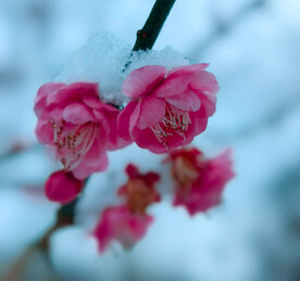 雪中梅花
