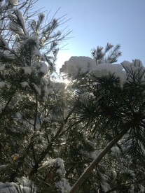松树雪景